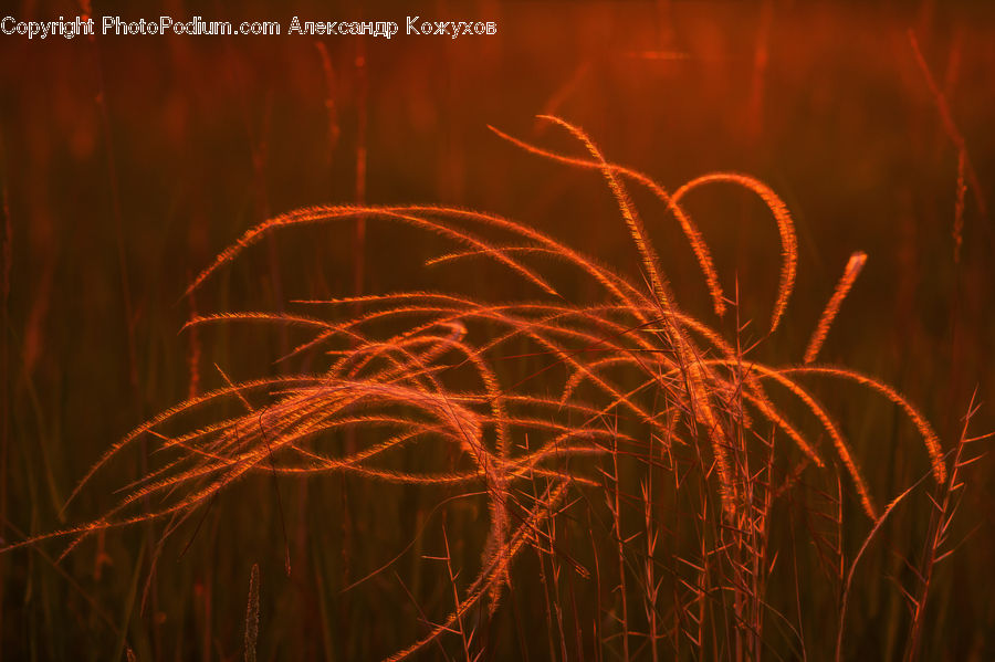 Field, Grass, Grassland, Plant, Light, Vegetation