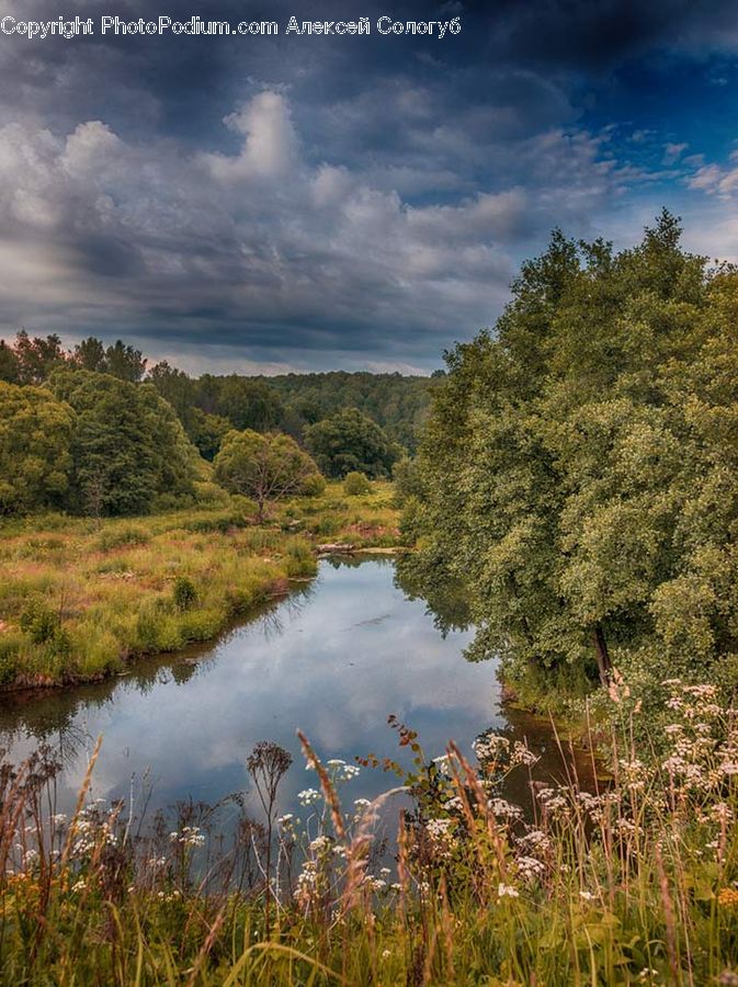 Land, Marsh, Pond, Swamp, Water, Outdoors, Field