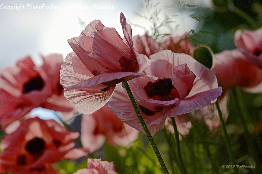 Blossom, Flora, Flower, Plant, Poppy, Gladiolus, Geranium