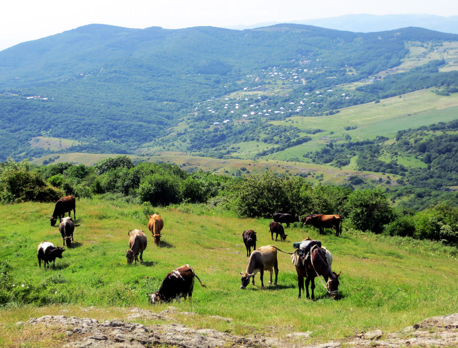 Countryside, Grassland, Grazing, Outdoors, Pasture, Ranch, Field