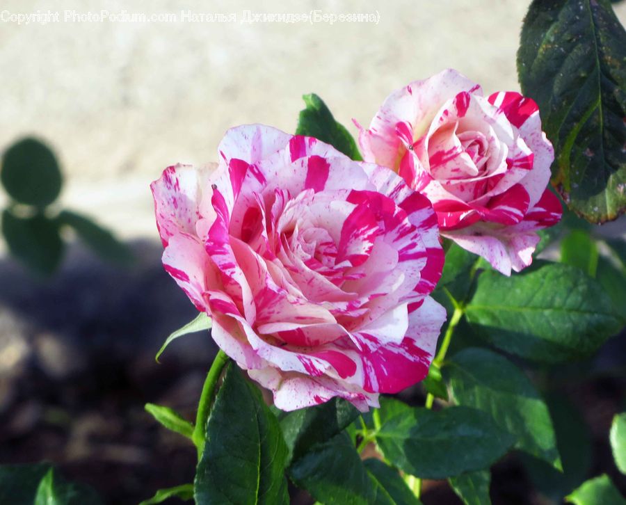Blossom, Carnation, Flower, Plant, Rose, Peony, Flora