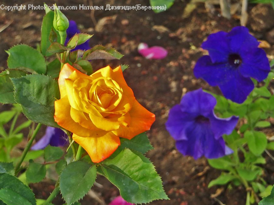 Blossom, Flora, Flower, Geranium, Plant, Violet, Flower Arrangement