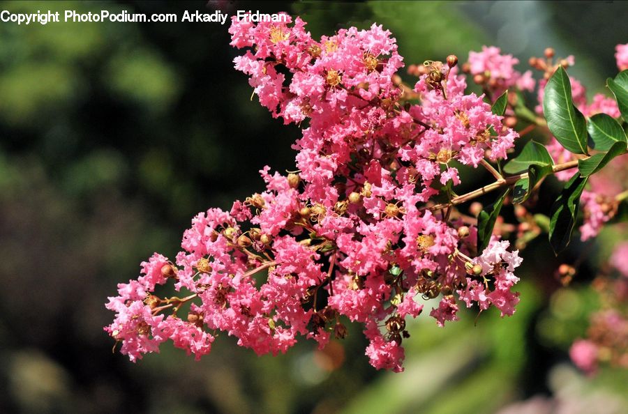 Blossom, Flora, Flower, Plant, Bush, Vegetation, Cherry Blossom