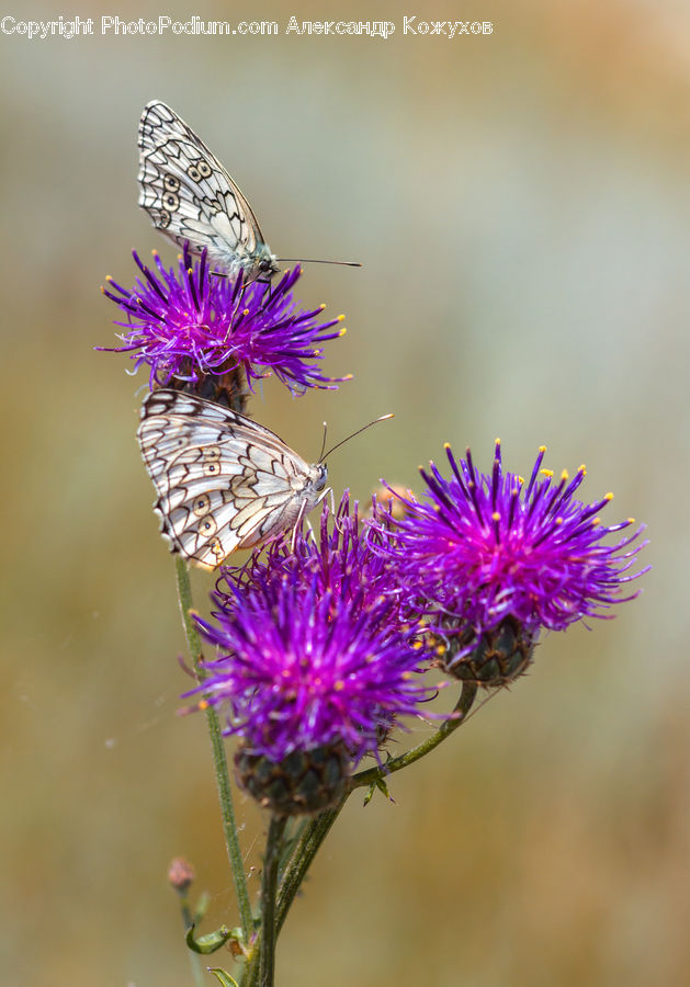 Flora, Flower, Plant, Thistle, Weed, Aster, Blossom