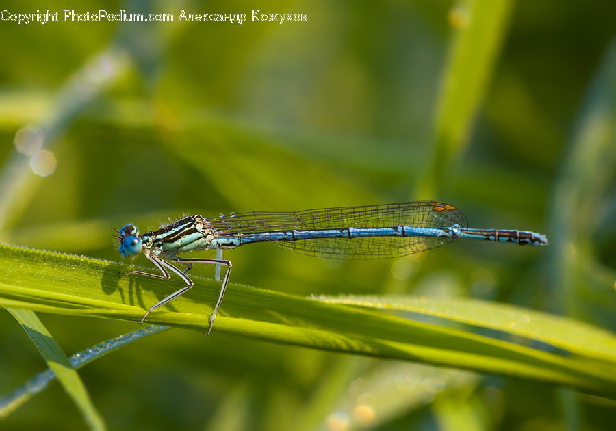 Anisoptera, Dragonfly, Insect, Invertebrate