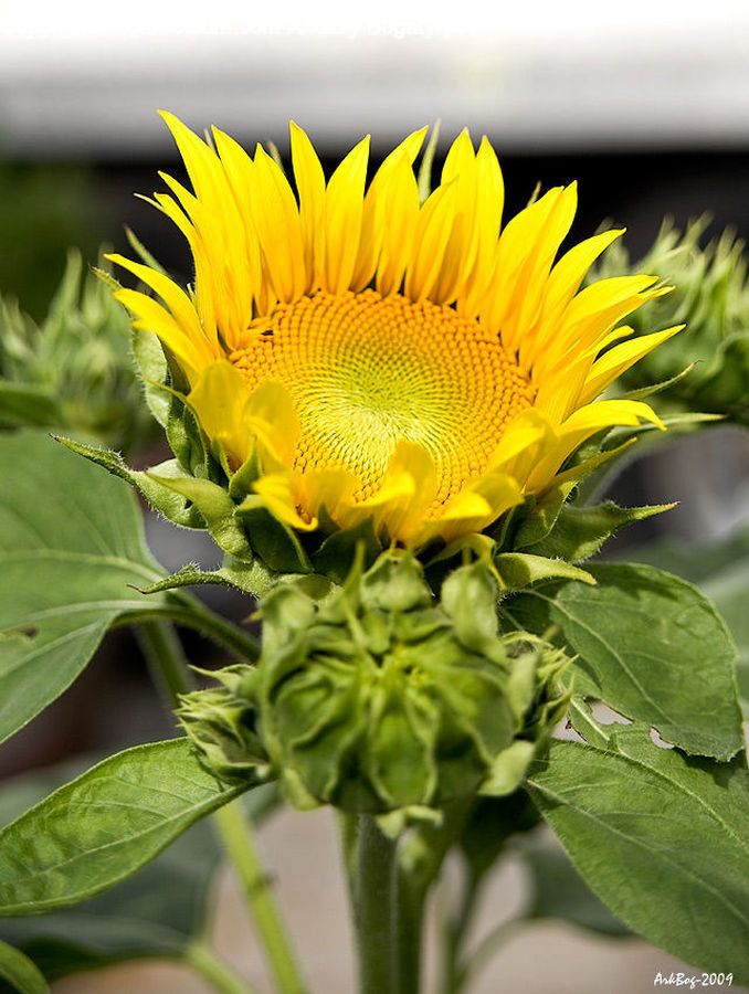 Blossom, Flora, Flower, Plant, Sunflower, Treasure Flower, Daisies