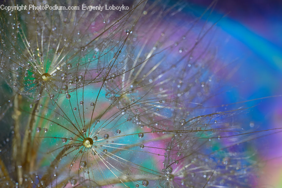 Water, Fractal, Carnival, Festival, Blossom, Flora, Flower