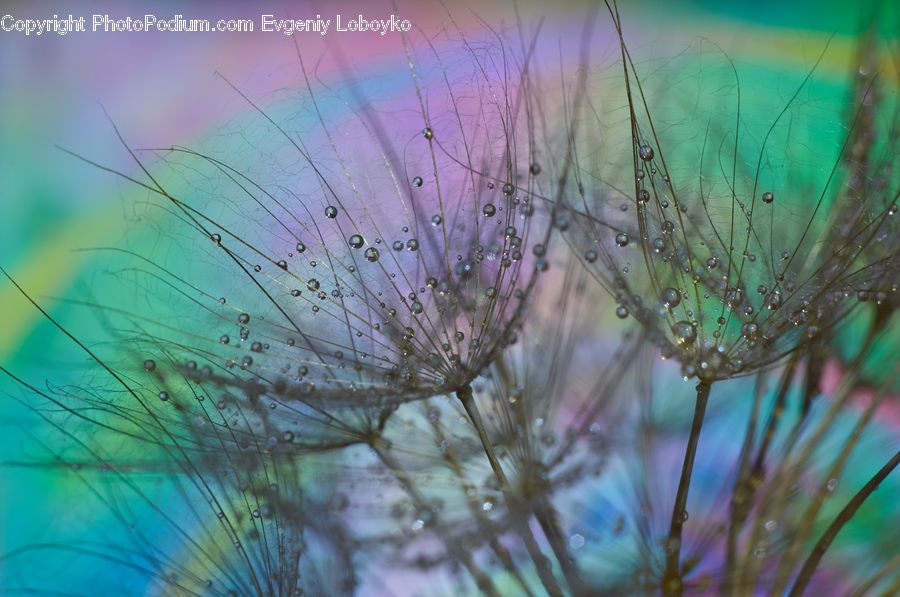 Plant, Weed, Dill, Blossom, Flora, Flower, Field