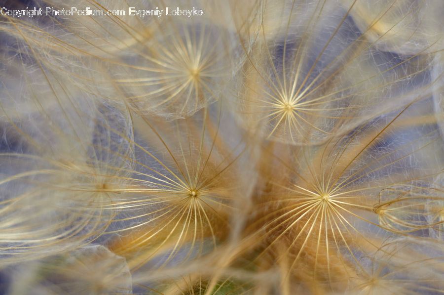 Grain, Seed, Dandelion, Flower, Plant, Dill, Wheat
