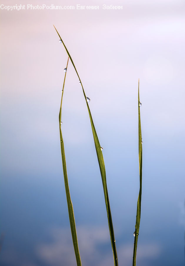 Field, Grass, Grassland, Plant, Blossom, Flora, Flower