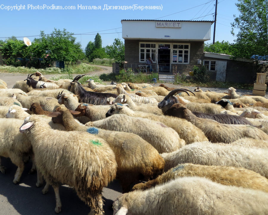 Animal, Mammal, Sheep, Flock, Outdoors