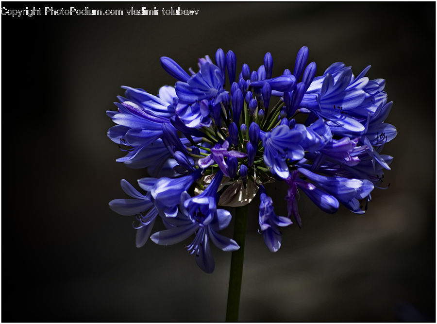 Agapanthus, Blossom, Flower, Plant, Crocus, Flora, Geranium