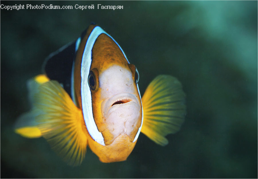 Fish, Sea Life, Surgeonfish