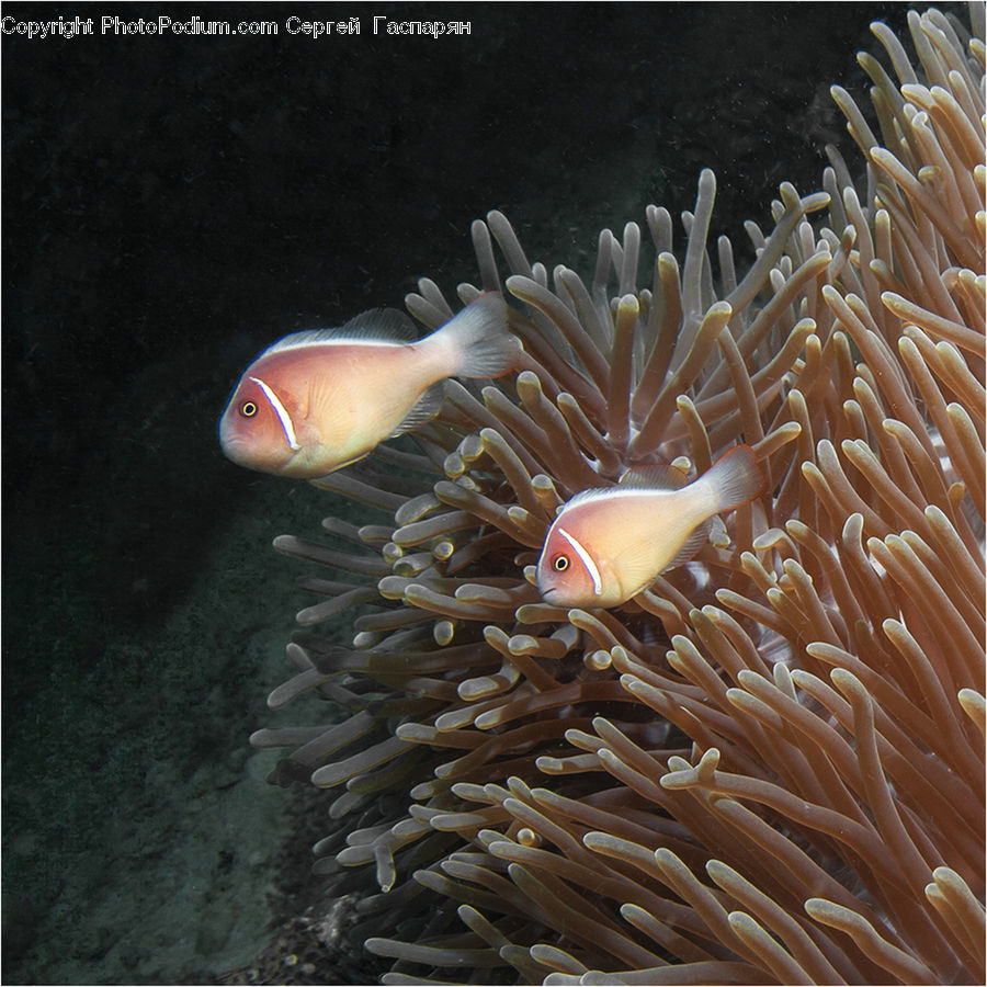 Invertebrate, Sea Anemone, Sea Life, Fish, Coral Reef, Outdoors, Reef
