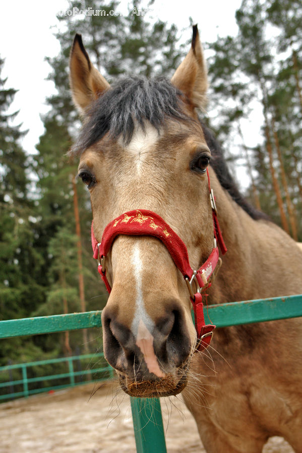 Animal, Colt Horse, Horse, Foal, Mammal, Leisure Activities, Face