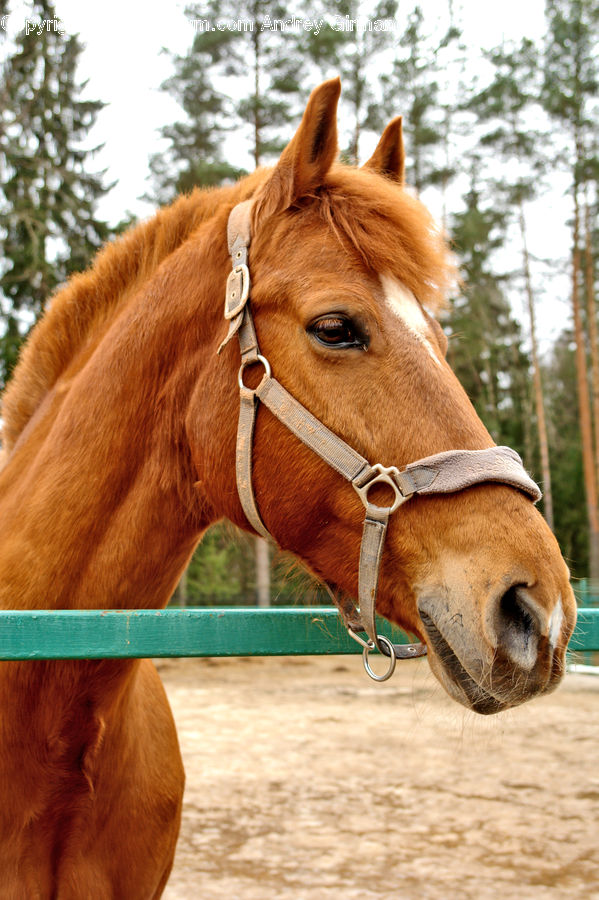 Animal, Colt Horse, Horse, Foal, Mammal