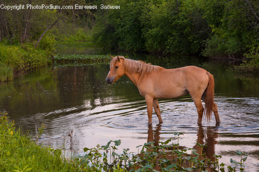 Animal, Colt Horse, Foal, Horse, Mammal, Field, Grass