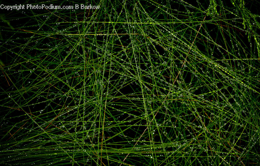 Field, Grass, Grassland, Plant, Bush, Vegetation, Forest