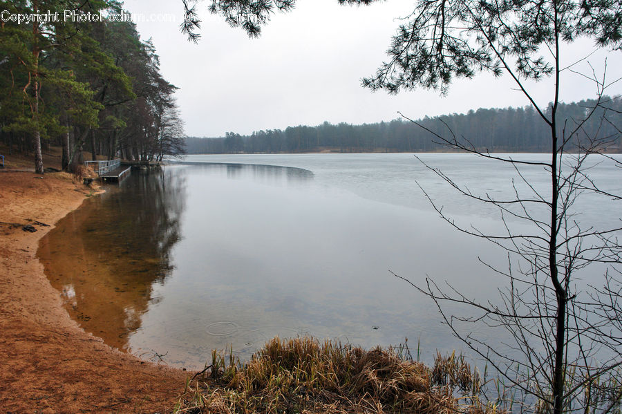 Flood, Fir, Forest, Grove, Vegetation, Outdoors, River