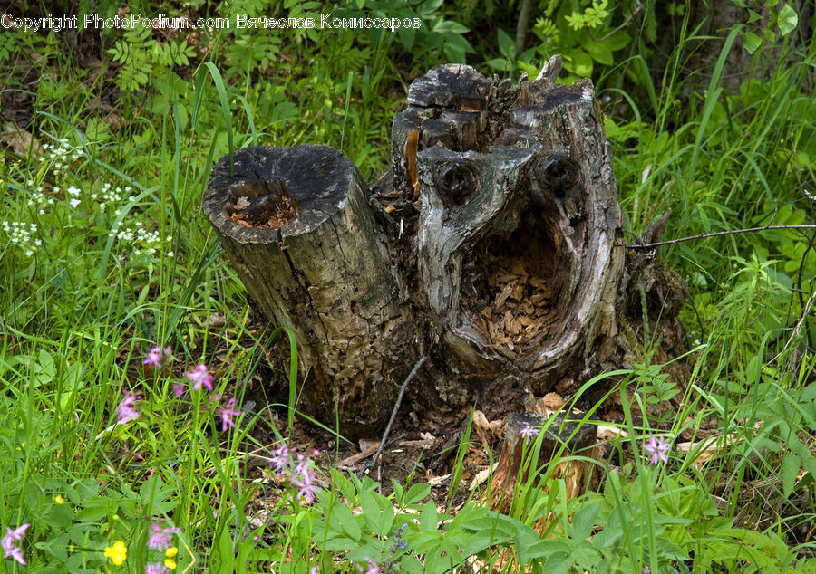 Tree Stump, Blossom, Flora, Flower, Plant, Vegetation, Vine
