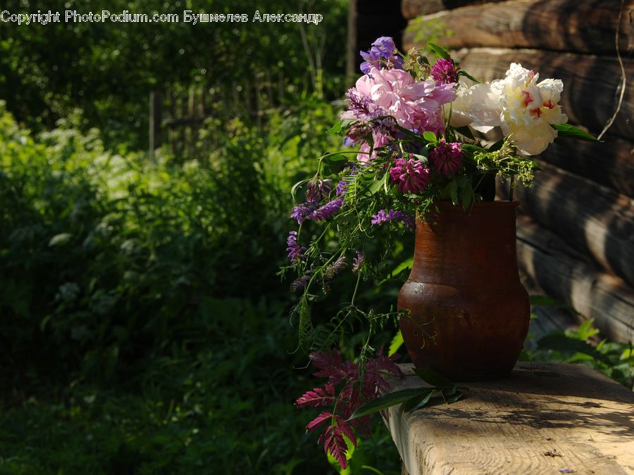 Plant, Potted Plant, Pot, Pottery, Blossom, Flora, Flower