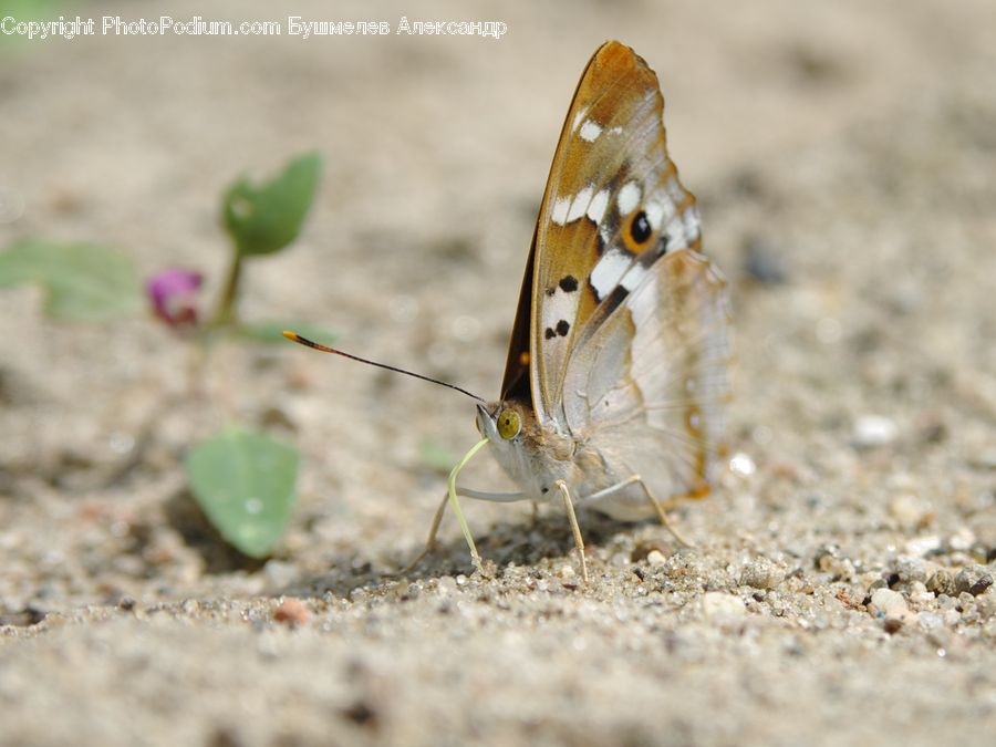 Butterfly, Insect, Invertebrate, Mosquito, Cricket Insect, Grasshopper, Asilidae