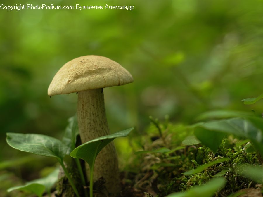 Agaric, Amanita, Fungus, Mushroom, Plant, Herbs, Mint