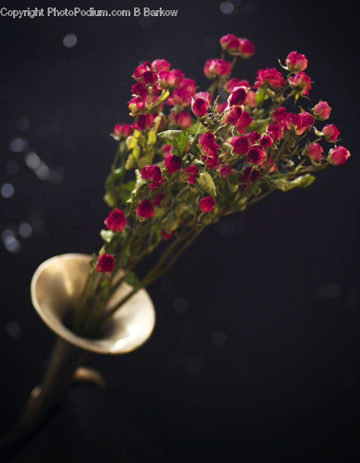 Blossom, Flora, Flower, Geranium, Plant, Flower Arrangement, Ikebana