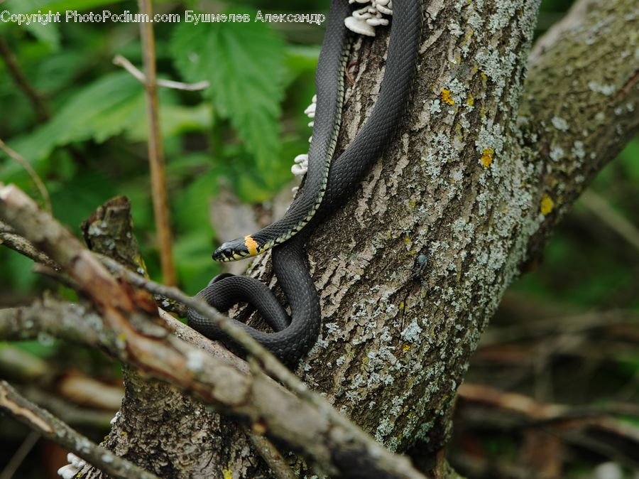 Birch, Tree, Wood, Amphibian, Wildlife