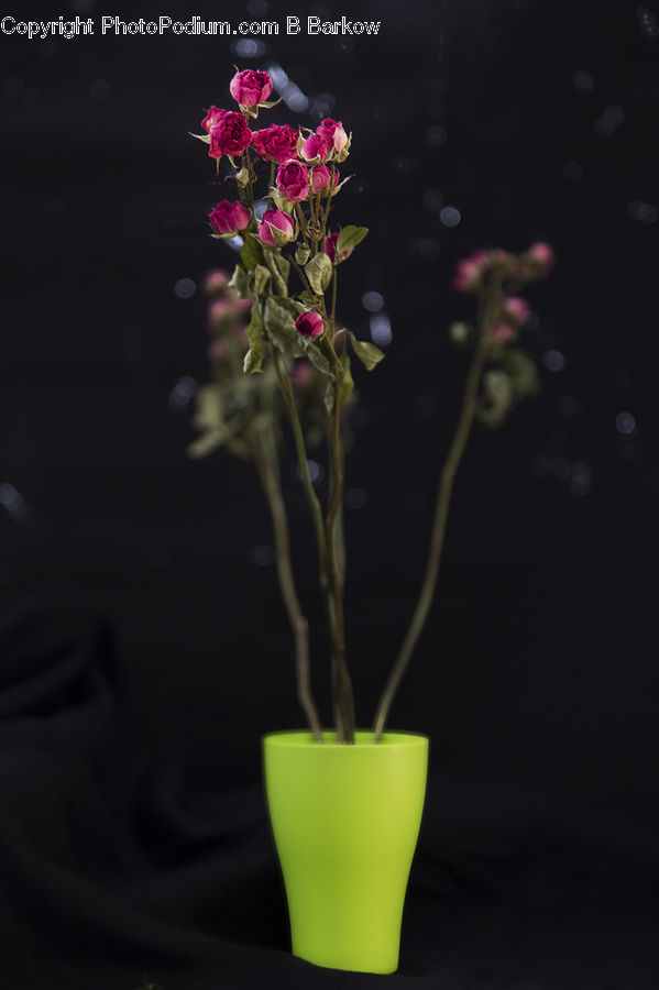 People, Person, Human, Pot, Pottery, Blossom, Flower