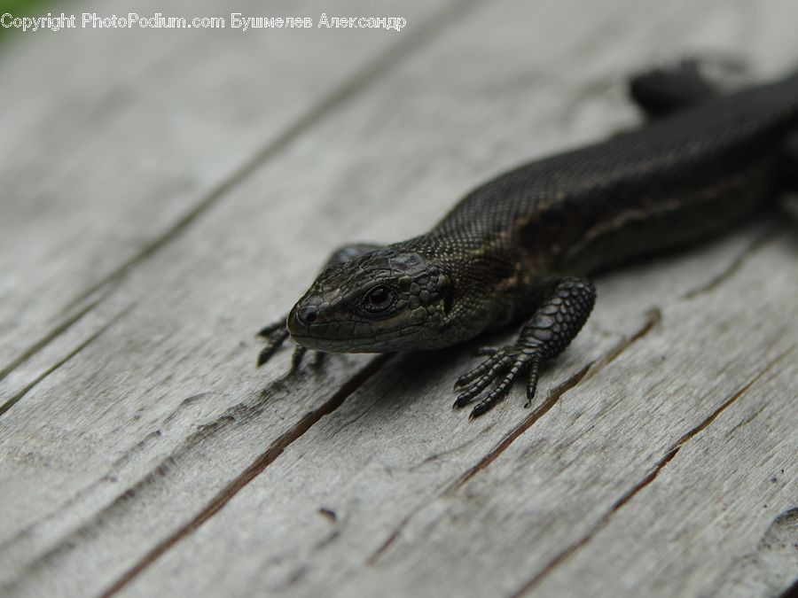 Amphibian, Frog, Wildlife, Lizard, Reptile, Salamander