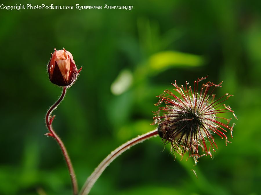 Bud, Plant, Blossom, Flora, Flower, Geranium, Conifer