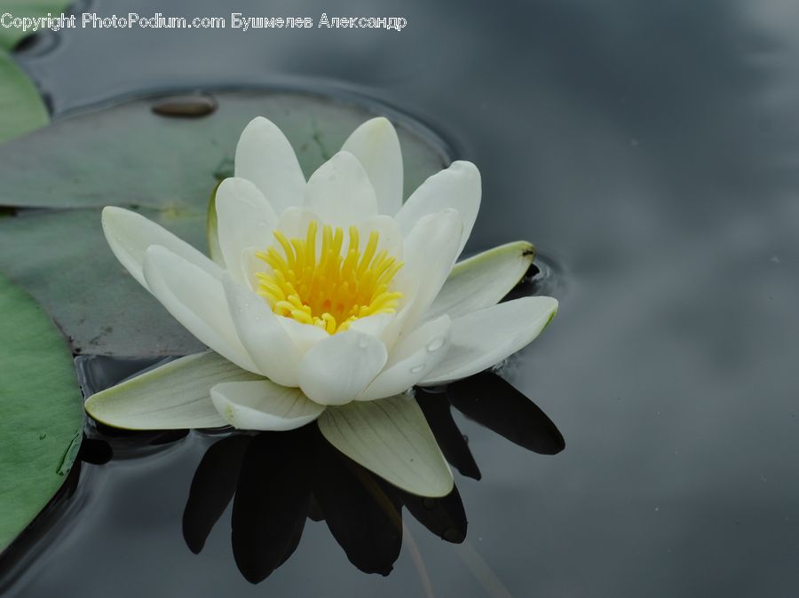 Flower, Lily, Plant, Pond Lily, Blossom, Flora, Dahlia