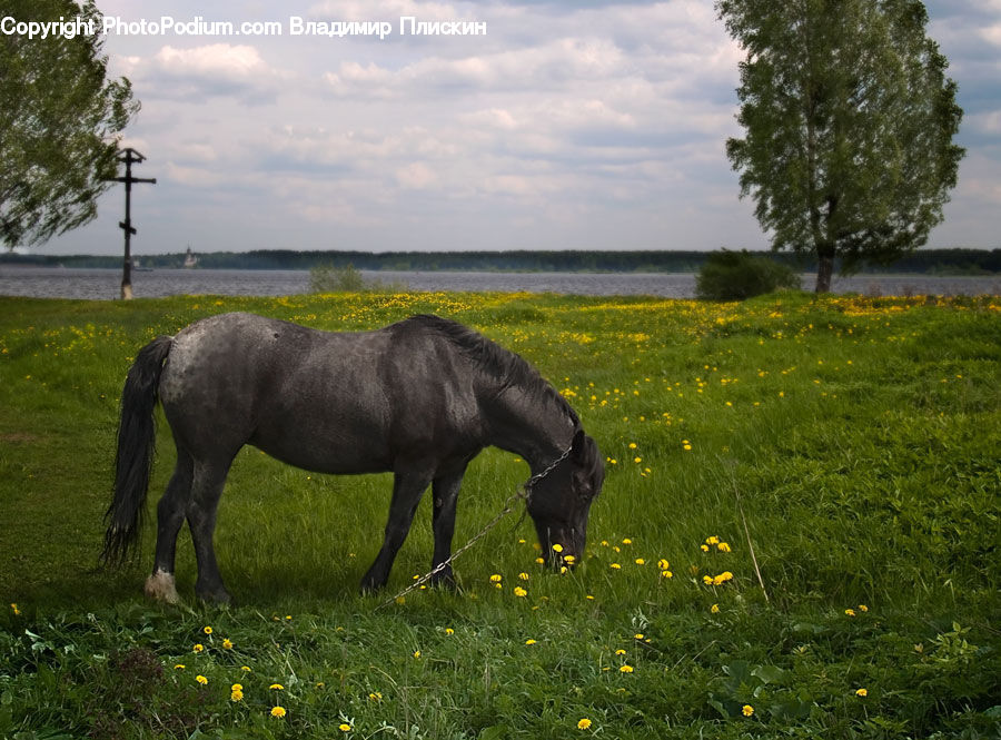 Animal, Colt Horse, Foal, Horse, Mammal, Countryside, Grassland