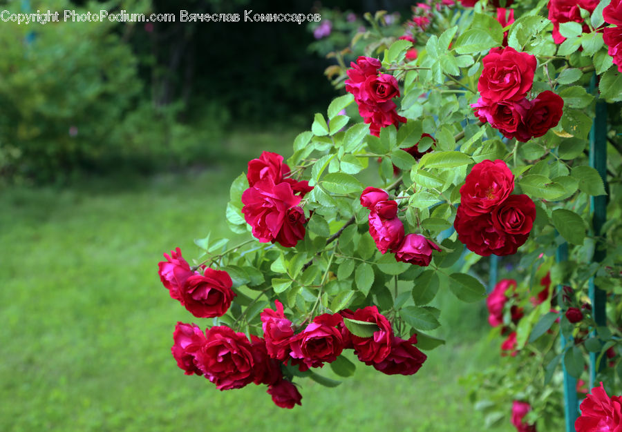 Blossom, Flora, Flower, Geranium, Plant, Rose, Carnation