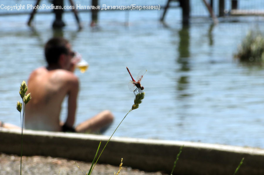 People, Person, Anisoptera, Dragonfly, Human, Insect, Invertebrate