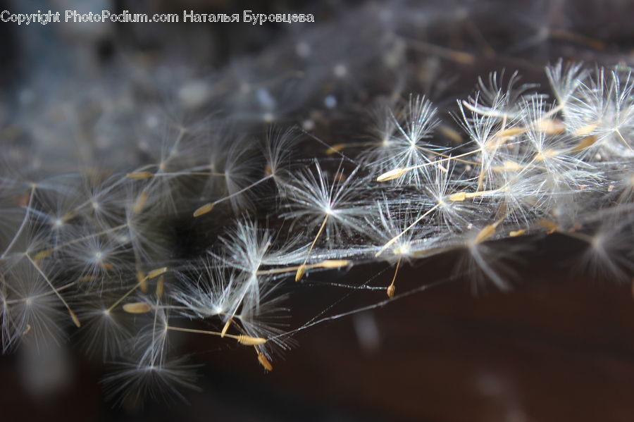 Grain, Seed, Dandelion, Flower, Plant, Field, Grass