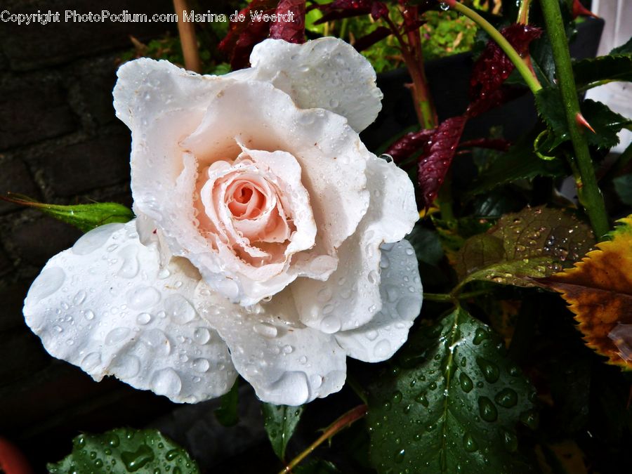 Blossom, Flower, Plant, Rose, Flora, Geranium, Vine