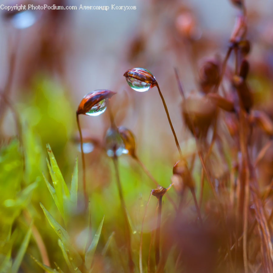 Moss, Plant, Anther, Flower, Petal, Field, Grass