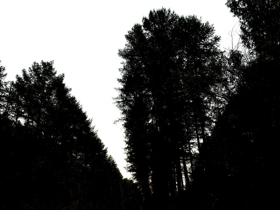 Forest, Vegetation, Conifer, Fir, Plant, Tree, Grove