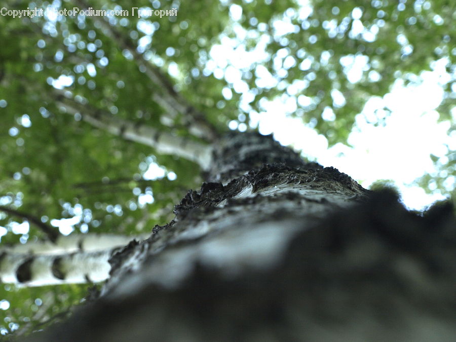 Birch, Tree, Wood, Flare, Light, Sunlight, Conifer