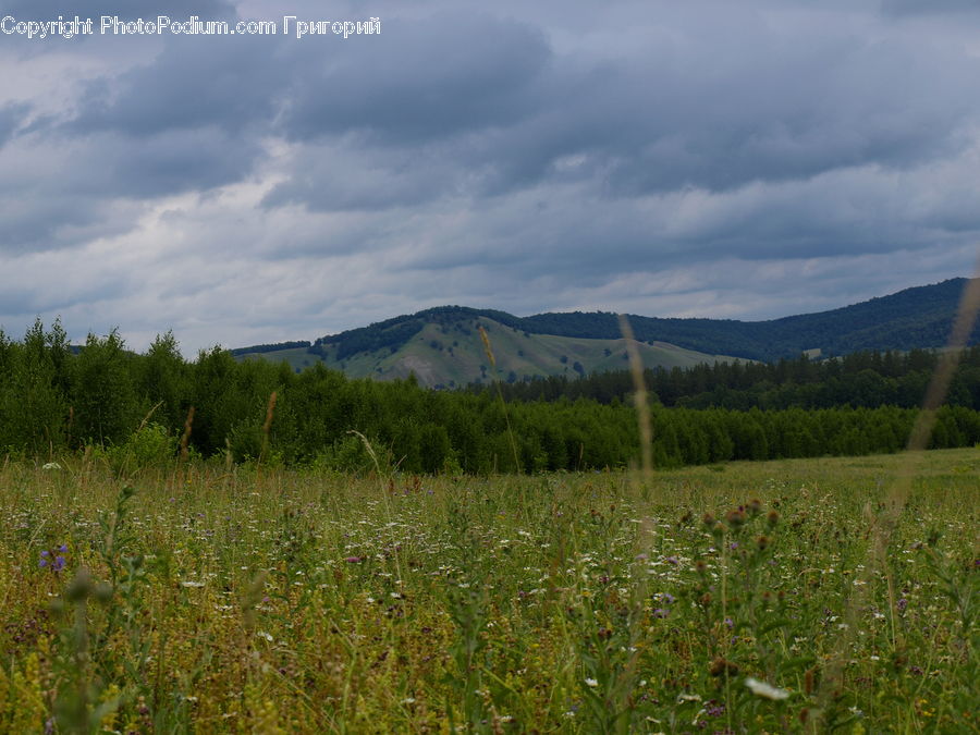 Field, Grass, Grassland, Land, Outdoors, Meadow, Pasture