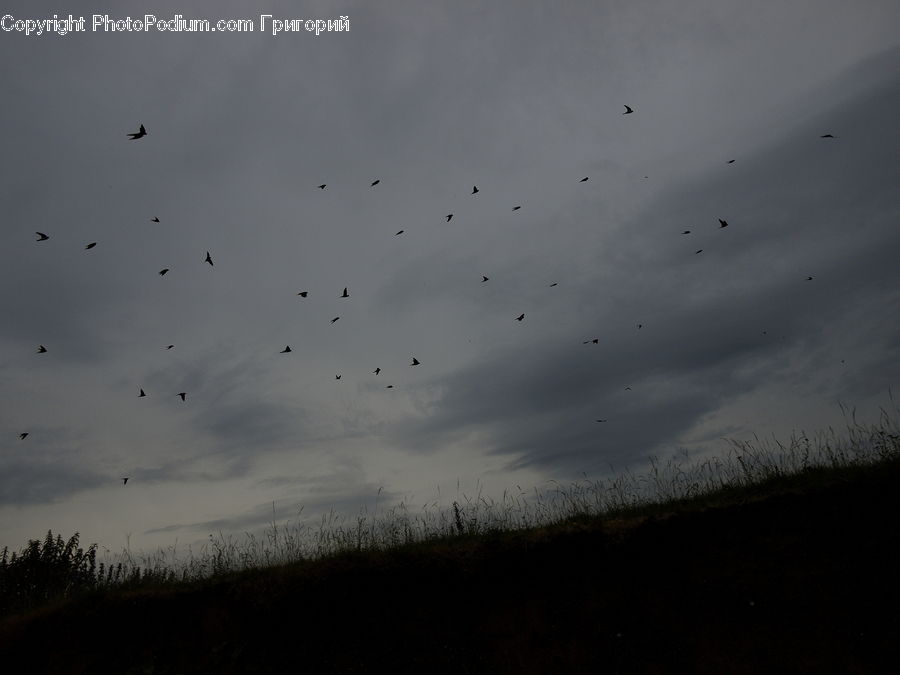 Flock