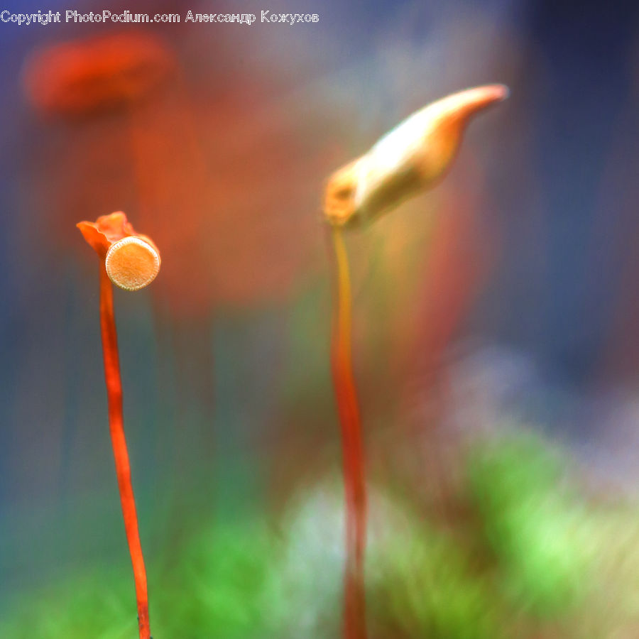 Moss, Plant, Carp, Fish, Koi, Sea Life, Blossom