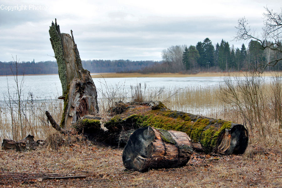 Animal, Boar, Hog, Mammal, Pig, Tree Stump, Iguana