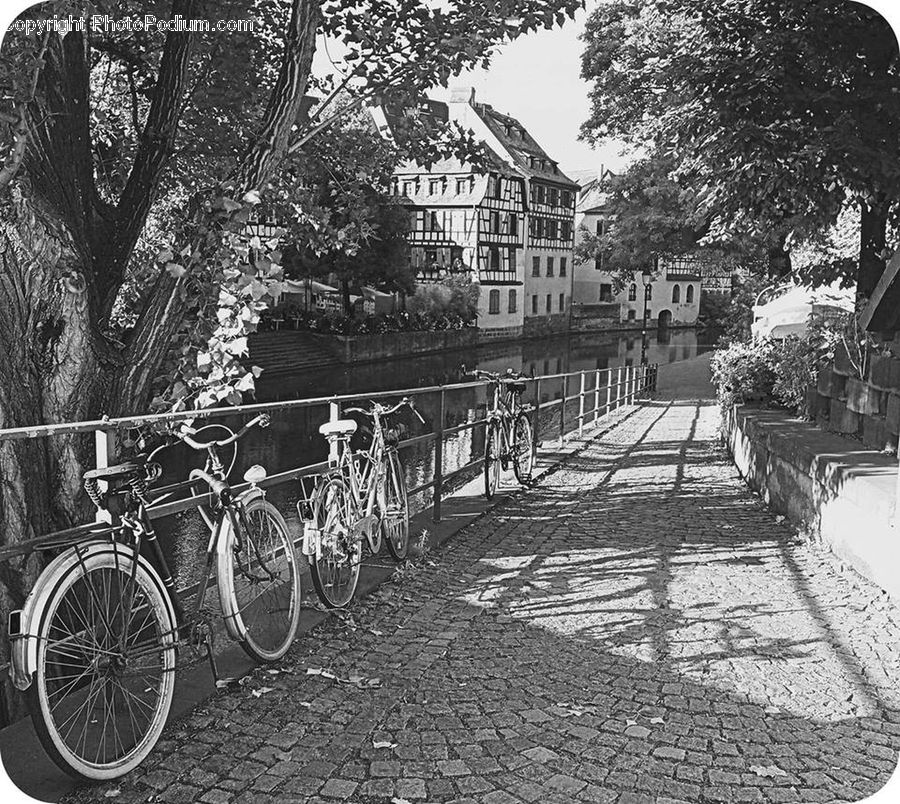 Bicycle, Bike, Vehicle, Plant, Tree, Countryside, Outdoors