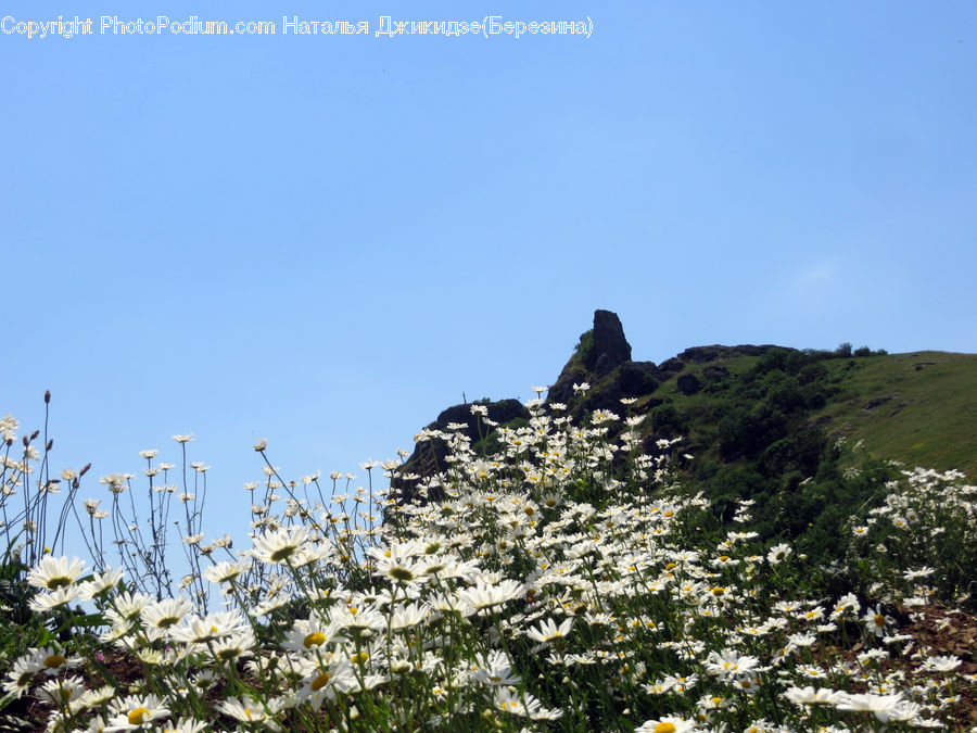 Aster, Blossom, Flower, Plant, Ruins, Asteraceae, Flora