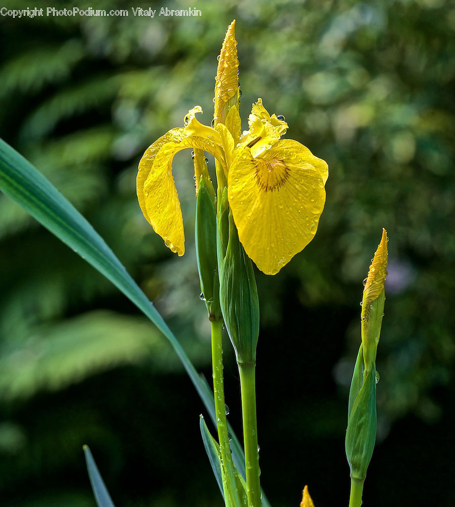 Blossom, Daffodil, Flora, Flower, Plant, Aquilegia, Gladiolus