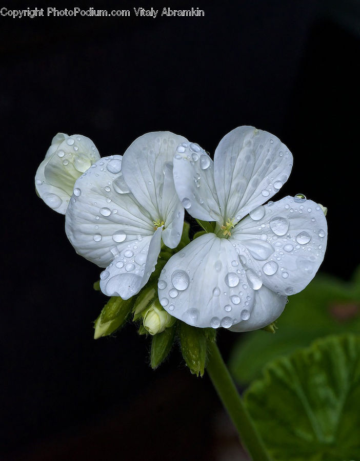 Blossom, Flora, Flower, Geranium, Plant