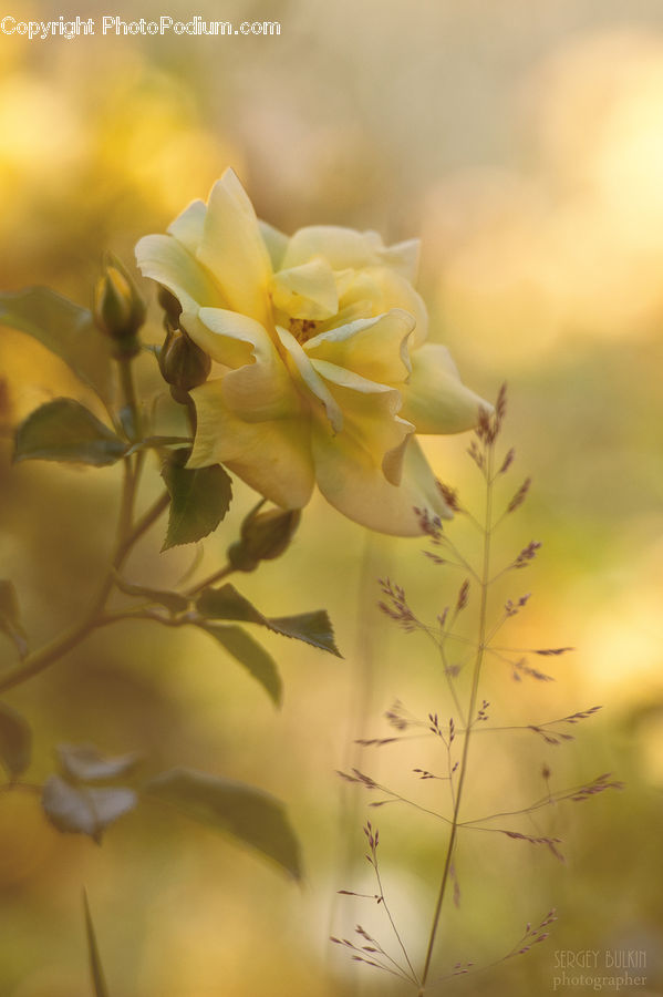 Plant, Weed, Blossom, Flora, Flower, Gladiolus, Cherry Blossom